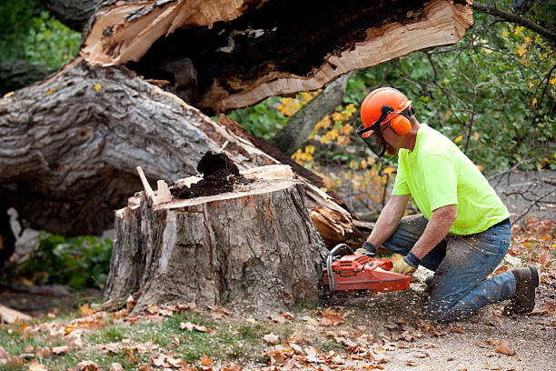 Best Tree Maintenance Programs  in Mount Kisco, NY