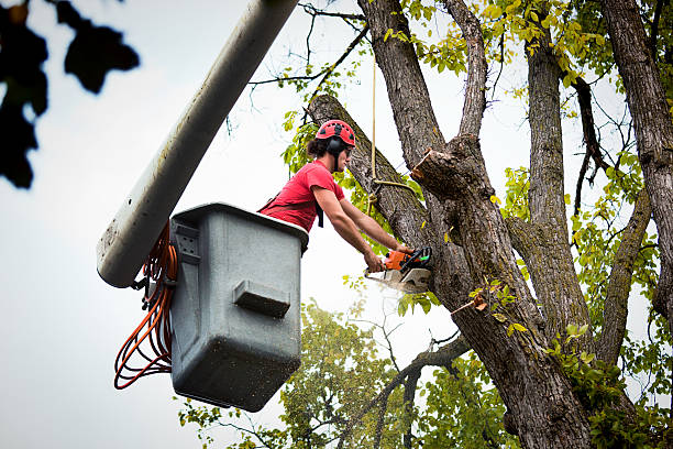 Best Emergency Tree Removal  in Mount Kisco, NY